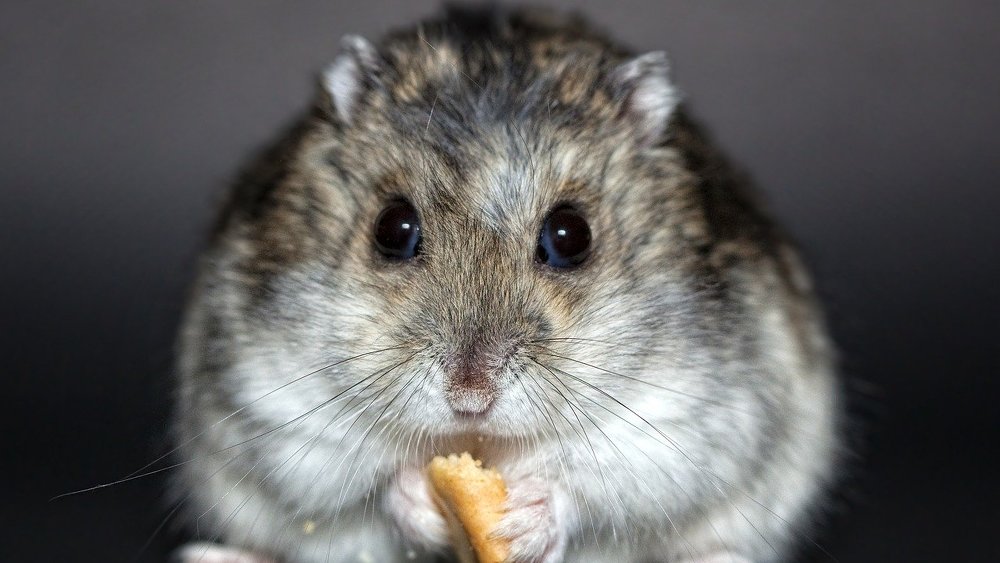 Nicht nur ein Hamster braucht Reserven: Auch die deutsche Rentenkasse muss eine Rücklage für schlechtere Zeiten ansparen (Symbolbild)