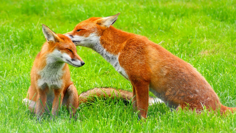 Wefox Wefox