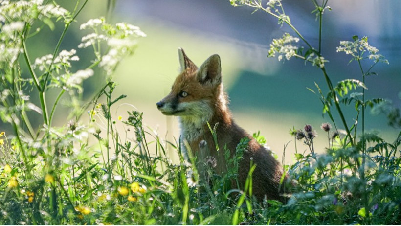 Wefox sammelt weitere 100 Millionen Euro ein Wefox sammelt weitere 100 Millionen Euro ein