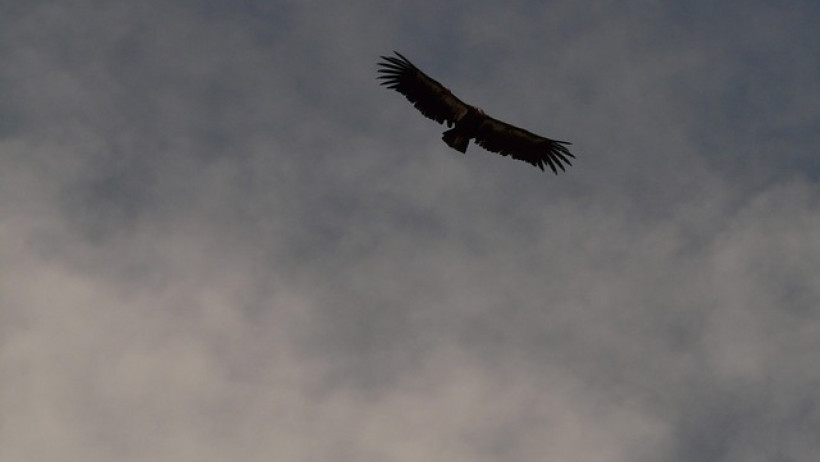 Condor Allgemeine: CR von 104,37 Prozent