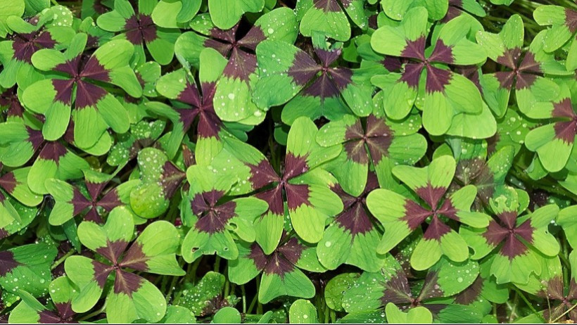 Platz 7: DFV, Hallesche, Allianz und Alte Oldenburger