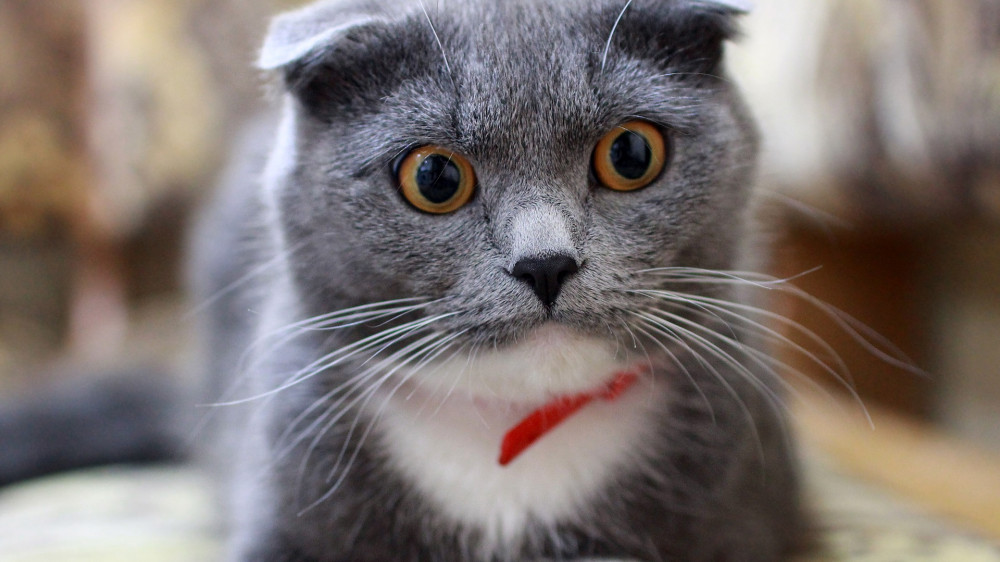 Müssen BAP in PKV aus formalen Gründen rückabgewickelt werden, hat das 'gravierend negative Folgen', warnt die Deutsche Aktuarvereinigung (DAV).