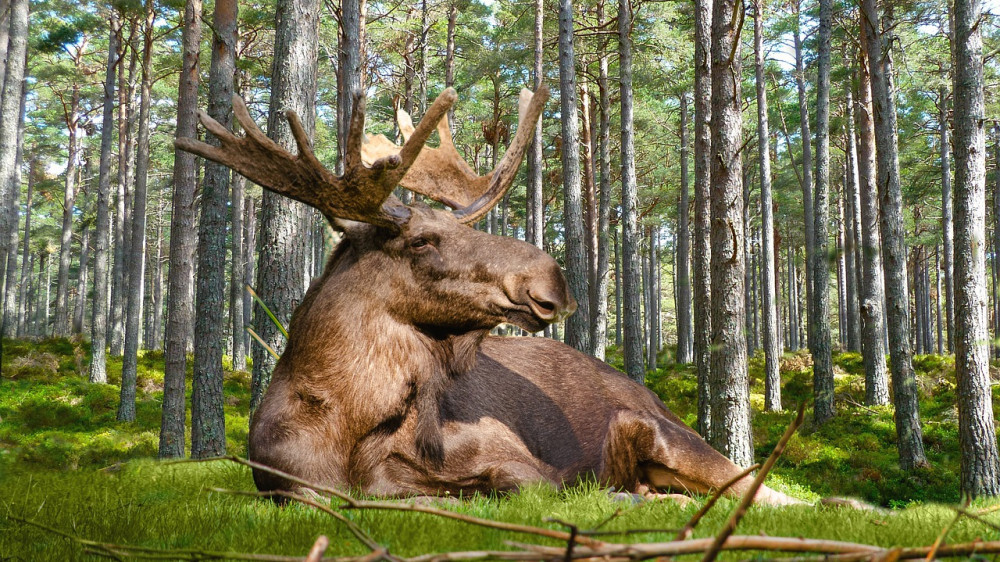 Der Elch, inoffizielles Wahrzeichen von Schweden (Symbolbild).