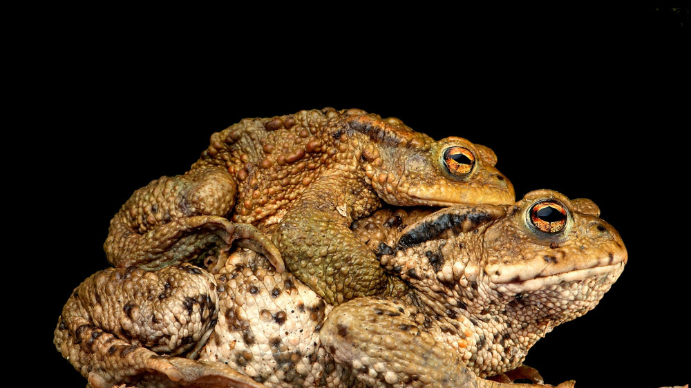 Das bAV-Geschäft läuft meistens nur als Mitnahme (Symbolbild), wenn jemand danach fragt. Die Folge: Wildwuchs.
