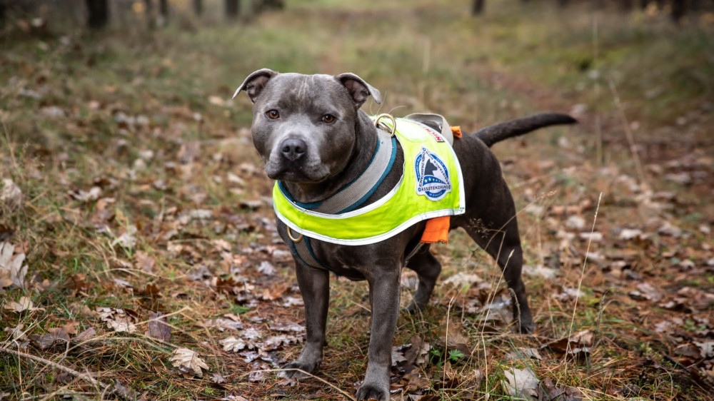 Der Staffordshire Bullterrier „ISAD“ ist der Assistenzhund von Hauptfeldwebel Christian Patzenhauer.
