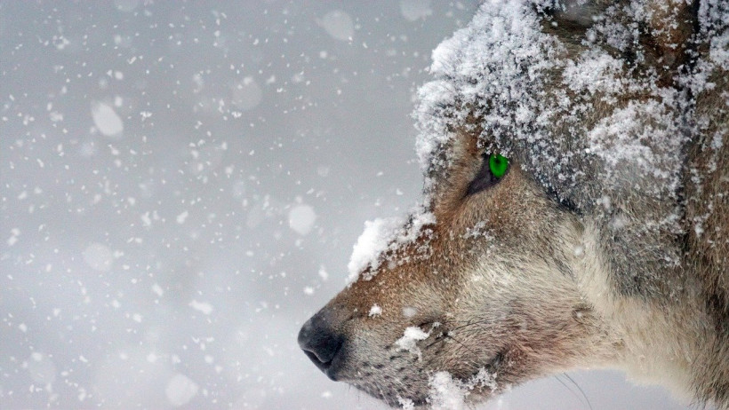 Versicherungsmakler – Einsamer Wolf oder doch Rudeltier? Versicherungsmakler – Einsamer Wolf oder doch Rudeltier?