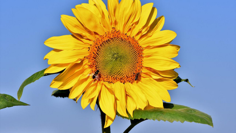 Einwilligen, nicht einwilligen: wie Blumenorakel Einwilligen, nicht einwilligen: wie Blumenorakel
