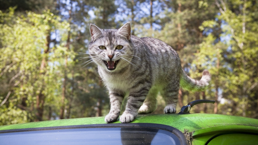 Lackschaden am Autodach: War es wirklich DIESE Katze?