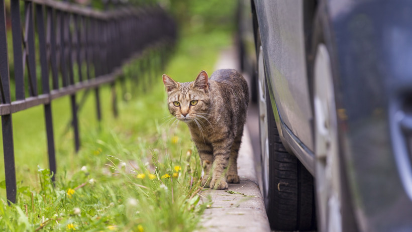 Katze verursacht Auffahrunfall