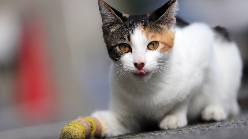 Katze angefahren: Fahrer muss keine Heilbehandlungs- und Operationskosten tragen
