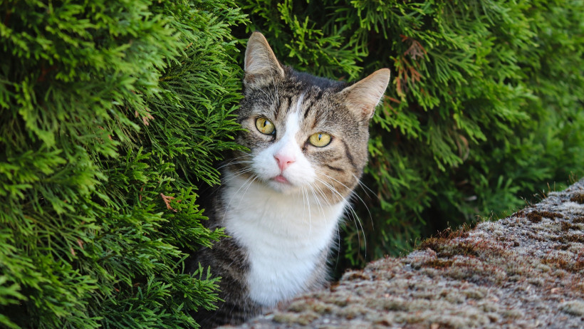 Katzen und Eigentumsbeeinträchtigung