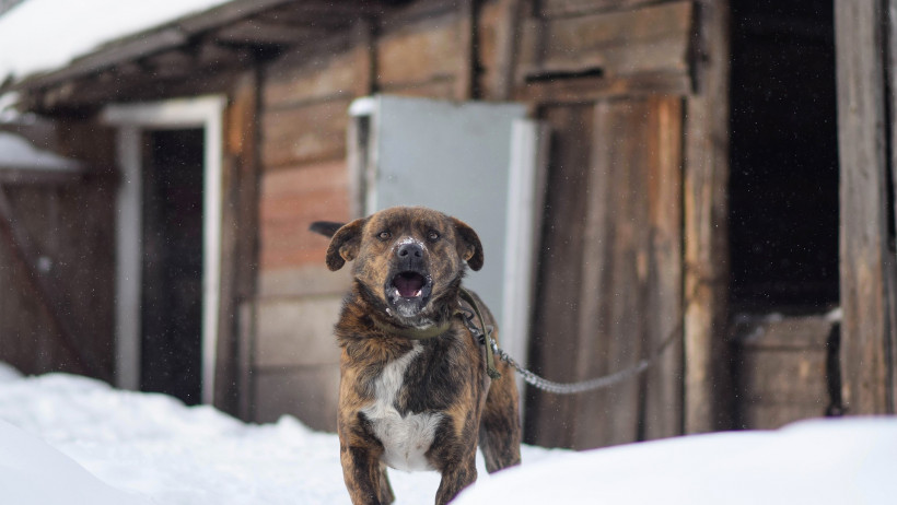 Hund muss Ruhezeiten einhalten