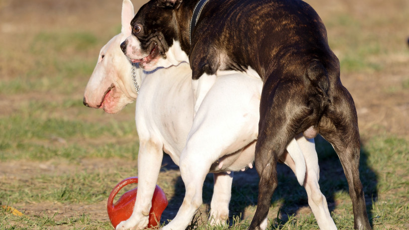 16.000 Euro für ungewollten Deckakt?