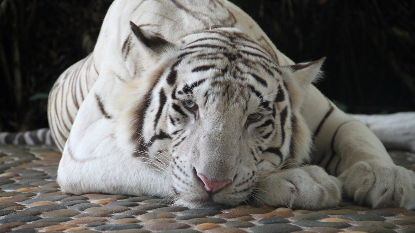 Britta Langenberg, Verbraucherschutzexpertin der Bürgerbewegung Finanzwende: