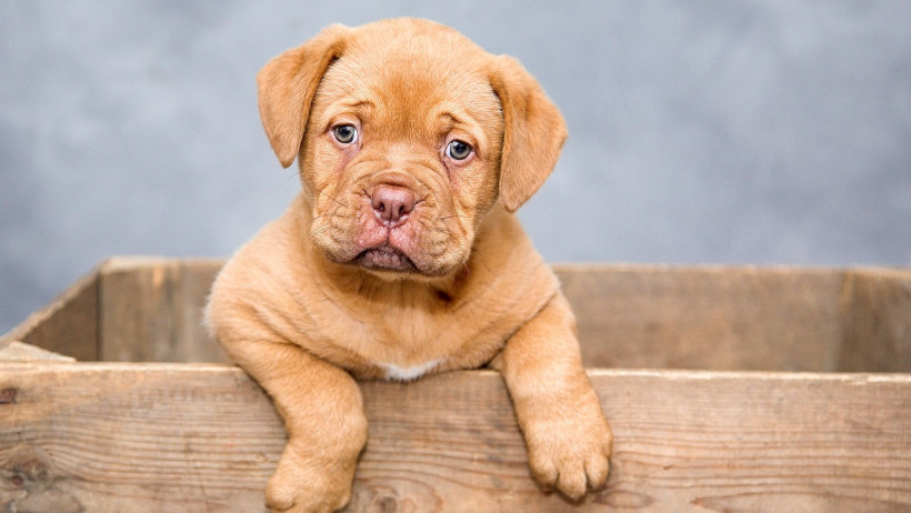 Tierarztkosten bei Hunden: Was Besitzer ausgeben Tierarztkosten bei Hunden: Was Besitzer ausgeben