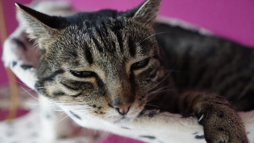 Vorsicht vor dem Ausschluss unbekannter Vorerkrankungen