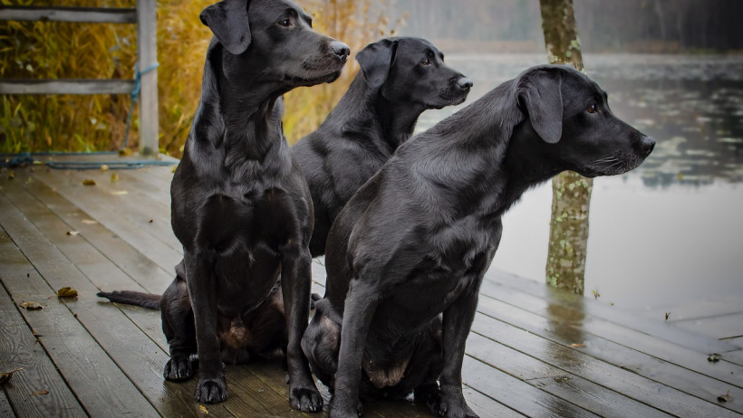 Labrador/ Golden Retriever