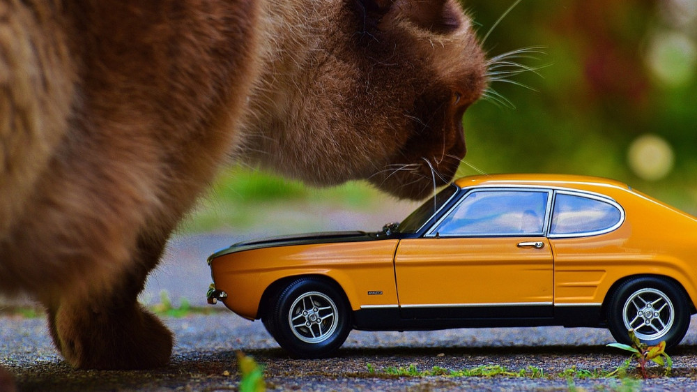 Auch die Katze testet das Auto: Die Preise für Autoersatzteile sind erneut gestiegen (Symbolbild).