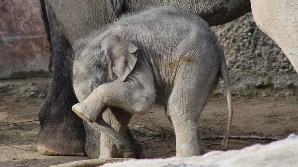 Was hat der kleine Elefant angerichtet? Wenn man Dritten einen Schaden verursacht, springt die private Haftpflichtversicherung ein - ein Schutz, den man haben sollte (Symbolbild).