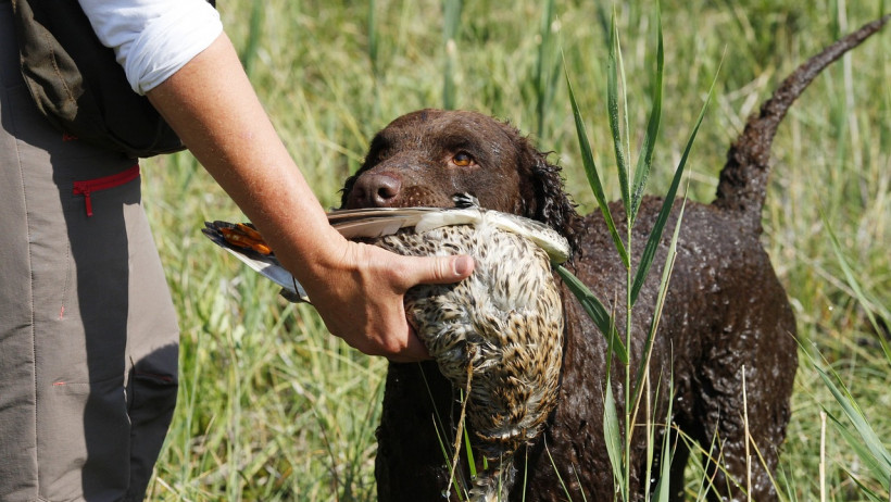 Jagdversicherung: Pflichtversicherung mit großem Vertriebspotenzial Jagdversicherung: Pflichtversicherung mit großem Vertriebspotenzial