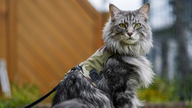 Wann eine Katzenbesitzerin für einen Unfall durch das Tier haftet – und wie das Unfallopfer mithaftet Wann eine Katzenbesitzerin für einen Unfall durch das Tier haftet – und wie das Unfallopfer mithaftet