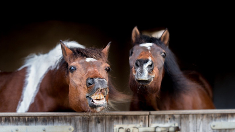 Tierhaftpflichtversicherer: Mit diesen Anbietern sind Kunden am zufriedensten Tierhaftpflichtversicherer: Mit diesen Anbietern sind Kunden am zufriedensten